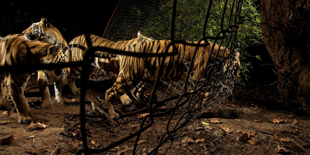 Tigers in Trouble (Magazine; Nature)