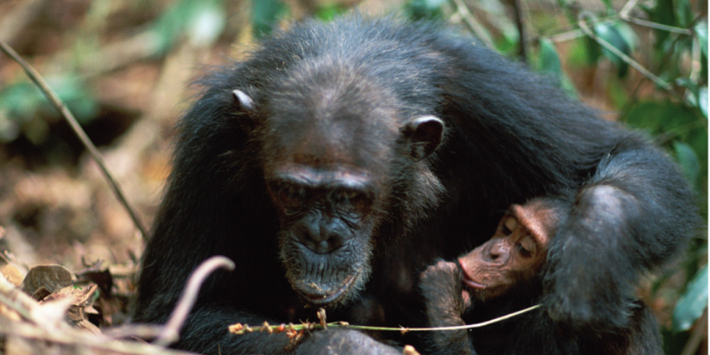 The cultured chimpanzees (Magazine; Nature)